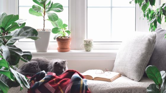 reading hook in a window with a cat,, open book and lots of plants